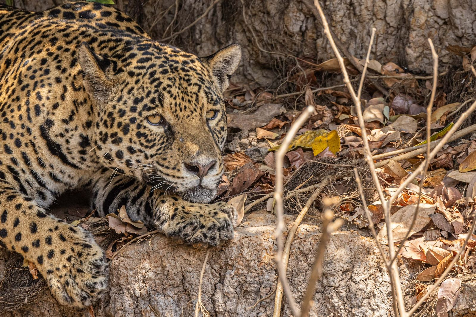 Majestic Jaguar