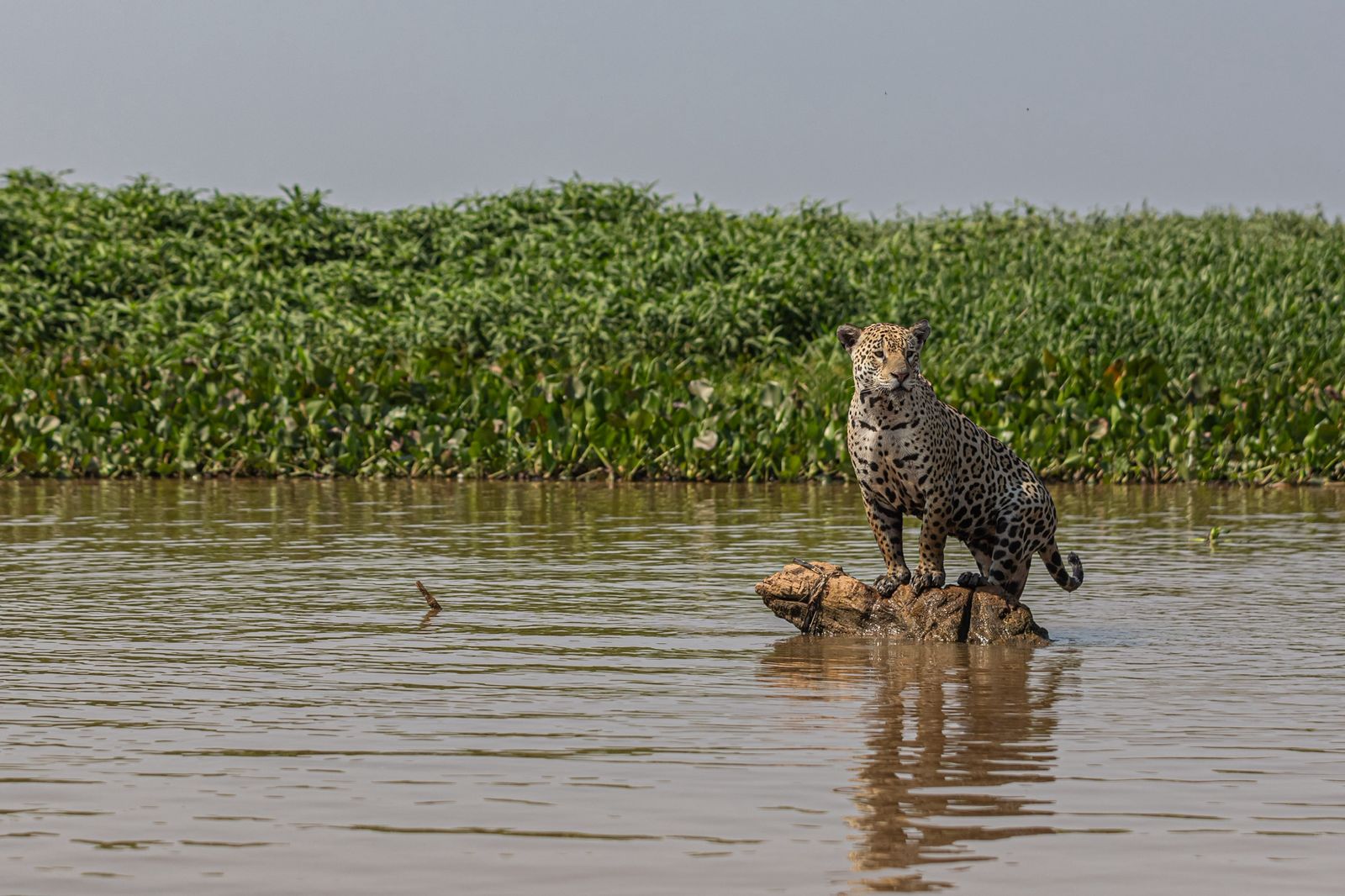 Safari