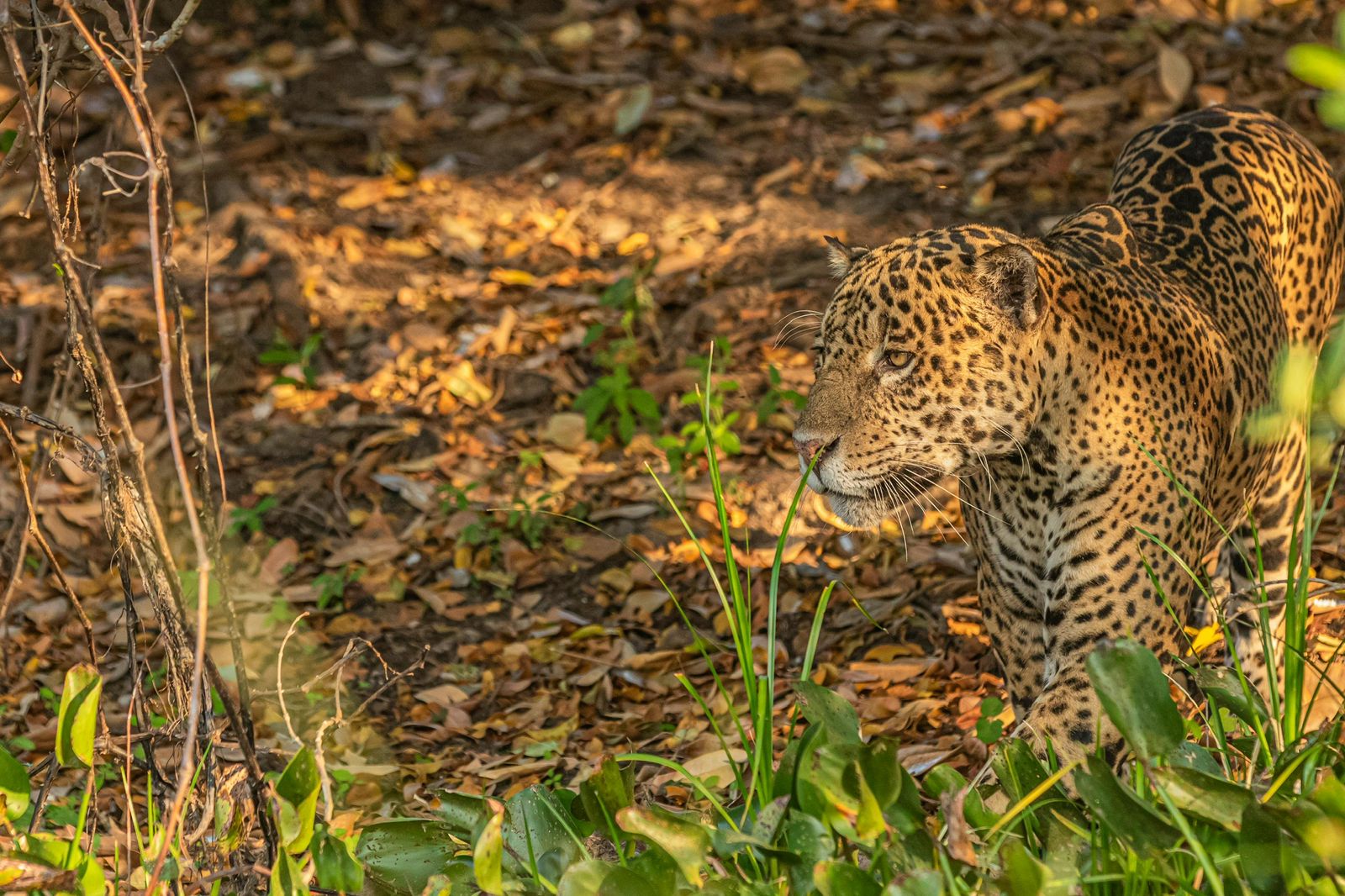 Majestic Jaguar